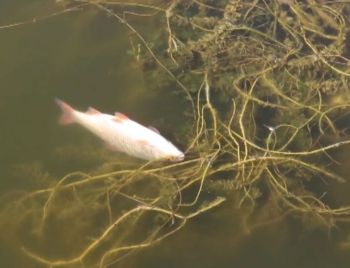 Zbadali przyczyny katastrofy w Odrze. Wyniki naukowców mogą zaskoczyć opozycję