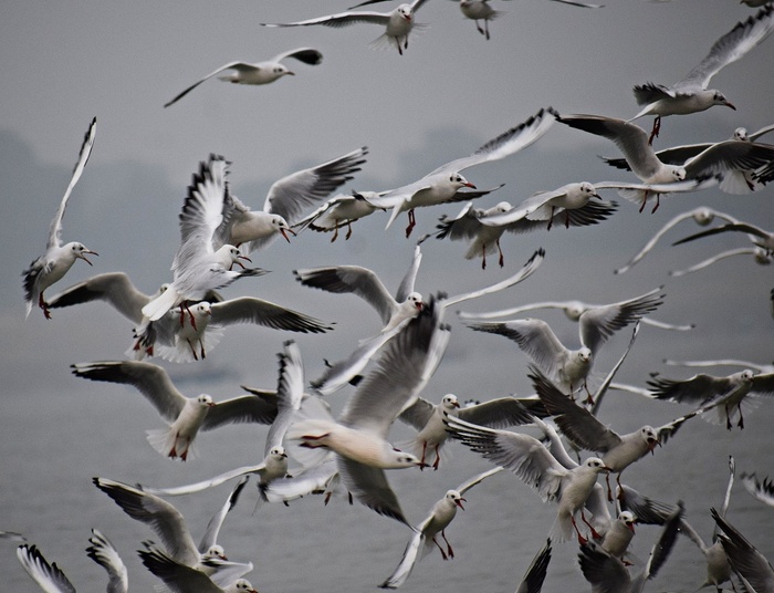 Naukowcy biją na alarm. Ten wirus to jedna z najgorszych epidemii w historii
