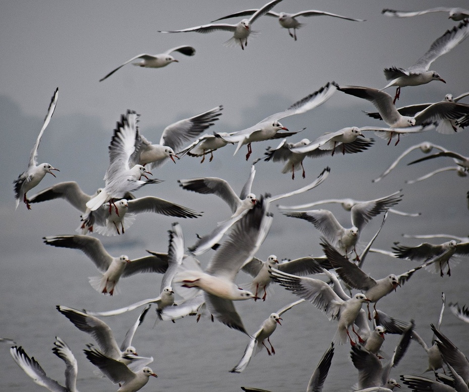 Ptasia grypa spowodowała spustoszenie wśród gatunków dzikich ptaków, fot. Pixabay