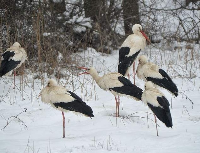 Powrót do Polski z zagranicy i .... a zawodowo co dalej