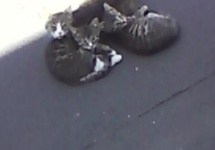 koty też mają dobrze w Raju