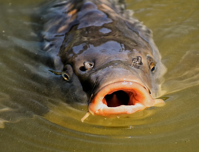 Karp polski, królewski od Adolfa patrzący na księżyc