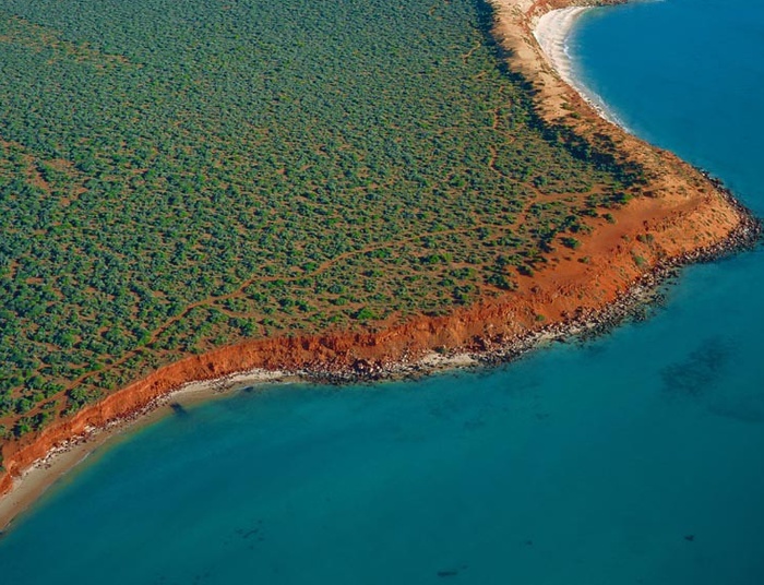 Odkryto największą roślinę na świecie. Jest trzy razy większa od Manhattanu