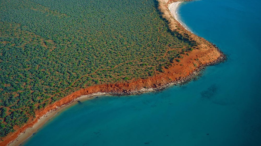 Nieopodal Shark Bay w Australii odkryto największą roślinę na świecie, która rozwijała się przez 4500 lat. (fot. Shark Bay/Flickr/Lock the Gate Alliance)