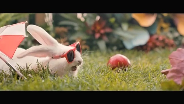 Kadr z filmu o królikach