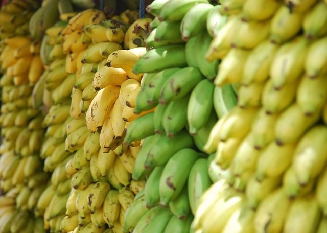 Niedojrzałe banany są korzystne dla naszej mikroflory. Fot. Pixabay