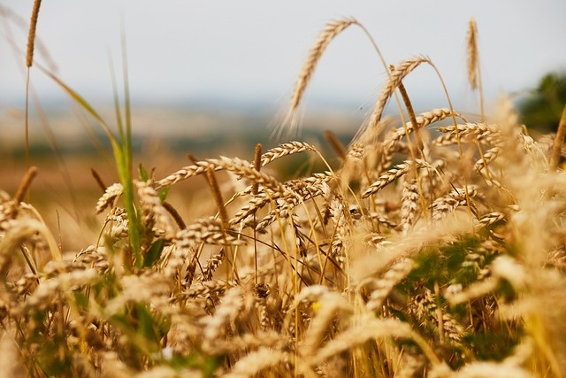 Resort rolnictwa opublikował listę firm importujących zboże z Ukrainy. Fot. Pixabay