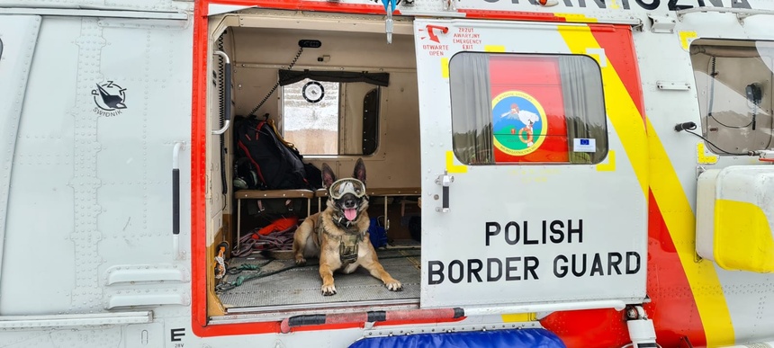 Pies patrolowy na granicy, fot. Twitter/Straż Graniczna