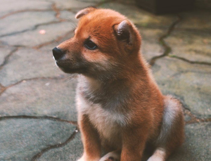 Podatek od psa 2021. Kto musi płacić? Okazuje się, że nie wszyscy