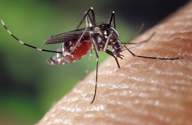 Komary lubią wilgoć i zapach ludzkiego potu.