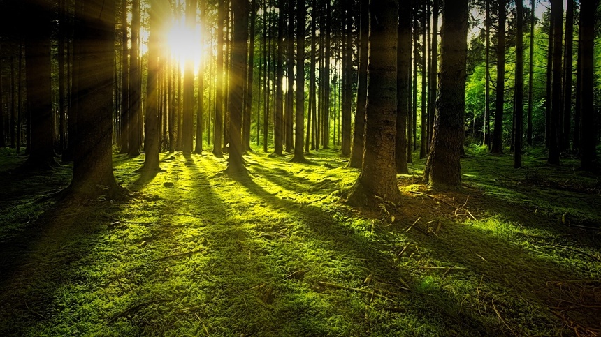 Polska przegrała w TSUE z KE ws. zmiany ustawy o lasach. Fot. Pixabay
