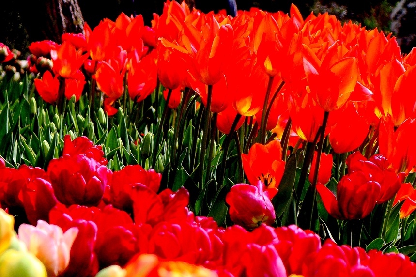 Tulipany kwitną w Dobrzycy. Fot. Proxime Cultura