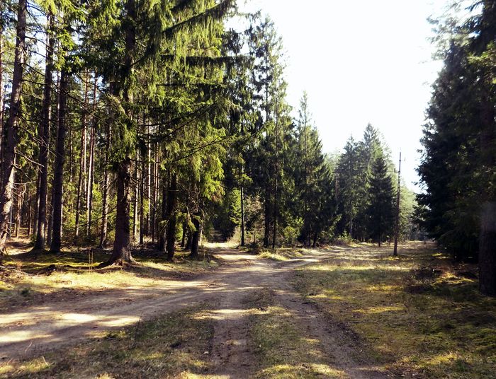 Czas w Las! - odc.III