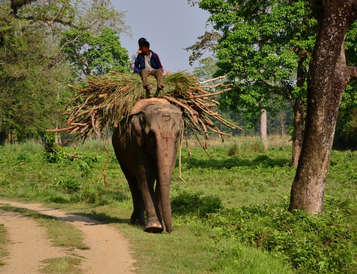 Park Narodowy Chitwan w Nepalu