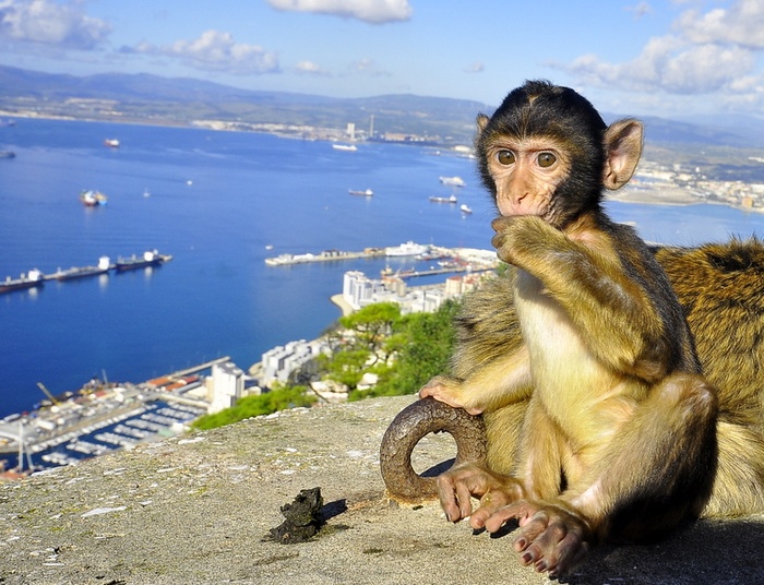 " Marynarze " z Gibraltaru