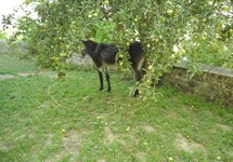 osioł pod jabłonką