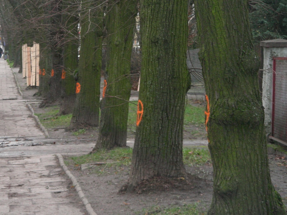 Niestety wraca sprawa wycinki drzew na Niciarnianej...  robotnicy oznaczyli drzewa przeznaczone do wycinki....  po co ona ma nastapić? mówią, że potrzebne jest miejsce pod ścieżkę rowerową...
oznacza to, że podczas czerwcowego spotkania W-prezydent Miast
