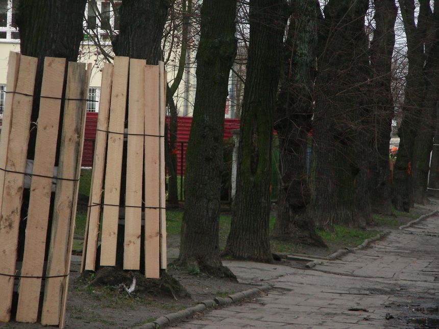 bandycki zamach władz Miasta Łodzi na stare drzewa