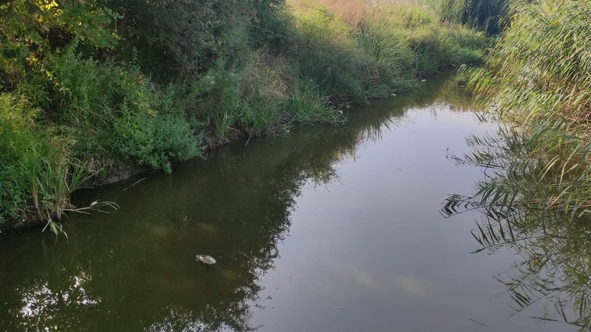 W rezerwacie Kwiecewo znajdującym się 20 kilometrów od Olsztyna zaobserwowano setki śniętych ryb. (fot. Twitter/Fundacja AQUA)
