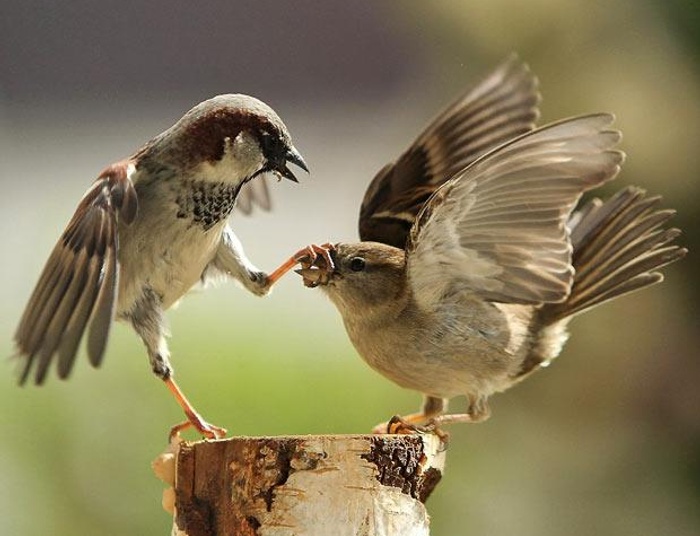 "Co-ślina-do-gęby-przyniesizm", czyli wolne słowo choruje na wirus kłamstwa i debetu