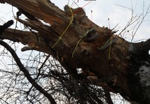 Rys. 10 Przebieg wcięć w drzewie zrobionych prawdopodobnie jeszcze w 2009 roku