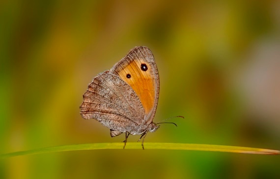 Motyl Natlia Dimova