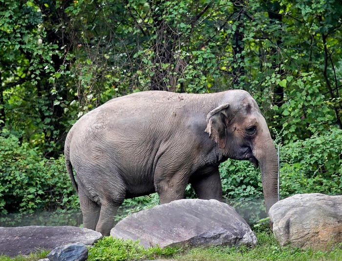 Nowojorski Sąd orzekł, że słoń nie jest osobą….