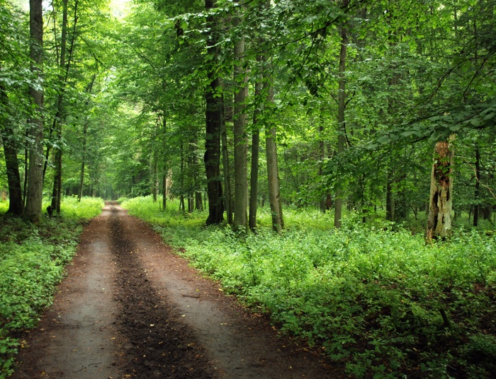 Spór o Puszczę Białowieską. PAN chce naukowej dyskusji i ma poparcie Gowina