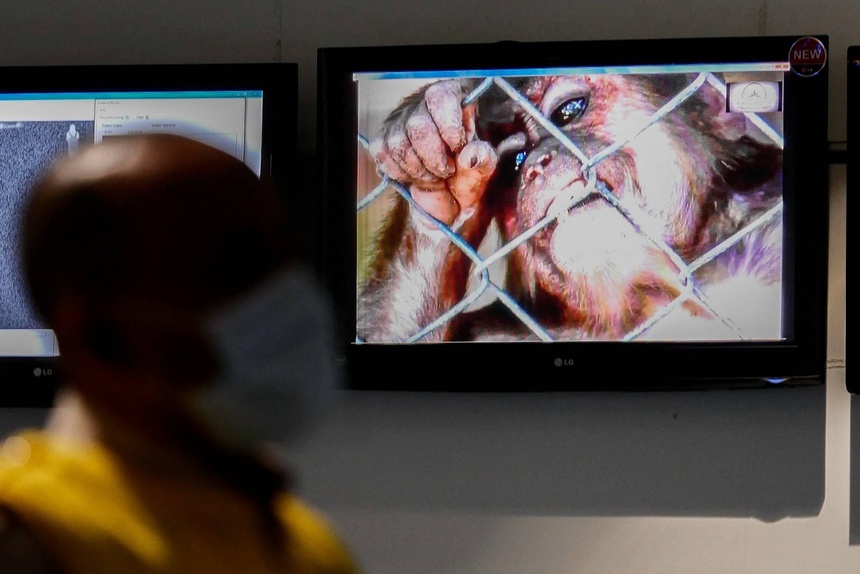 Dżakarta, Indonezja. Pracownik służby zdrowia ogląda materiał filmowy poświęcony małpiej ospie. Fot. AA/ABACA