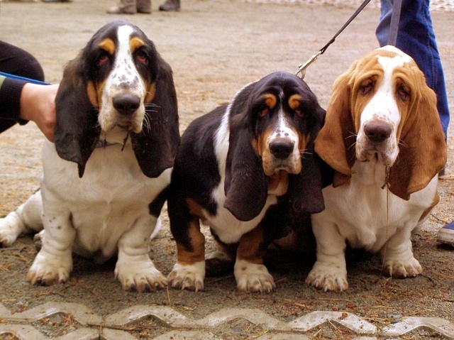 Basset hound to pies oddany, uczuciowy i serdeczny.