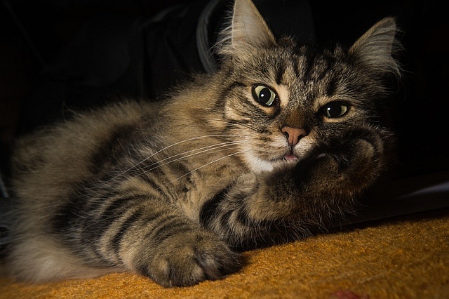 Kot norweski leśny ma charakterystyczne, "czujne" oczy.