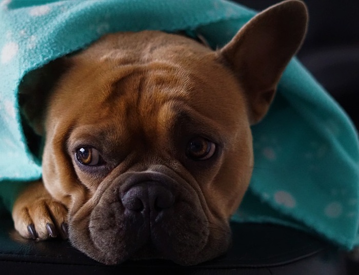 Czy psy idą do Nieba?