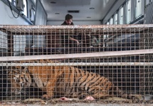 Jeden z tygrysów znalezionych w ciężarówce na przejściu granicznym z Białorusią, 30 bm. Krotoszynie. Fot. PAP/Wojtek Jargiło