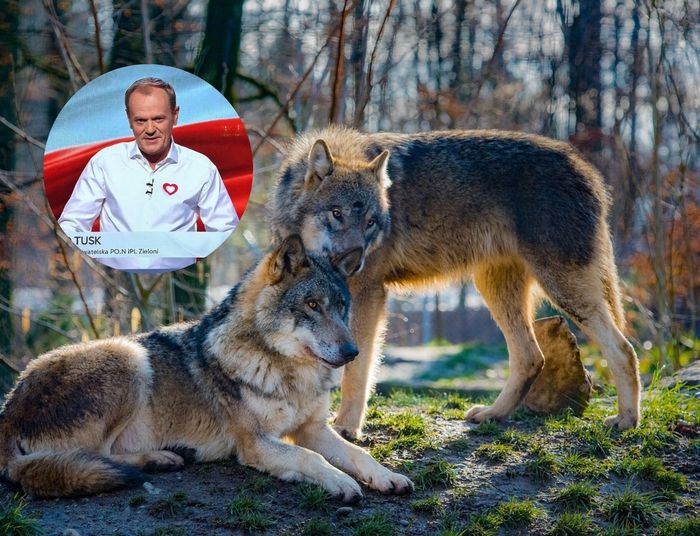 Dziennikarz "Wyborczej" przejechał się po Tusku