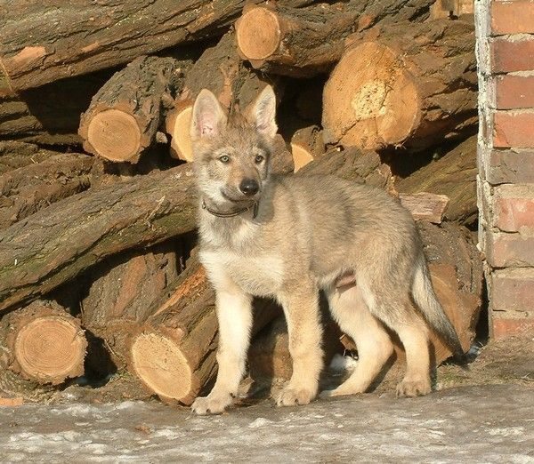 szczeniak wilczaka czechosłowackiego, salon24