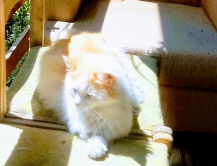 salonowa dama syberyjska, czyli o "konfrontowaniu się"