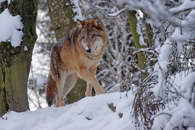 Wilk w Polsce objęty jest ścisłą ochroną gatunkową.