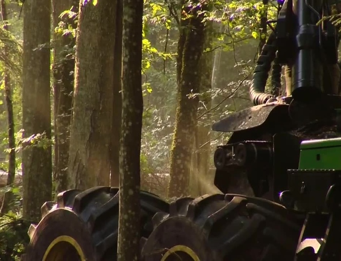 Komisja Europejska zaostrza stanowisko w sprawie Puszczy Białowieskiej