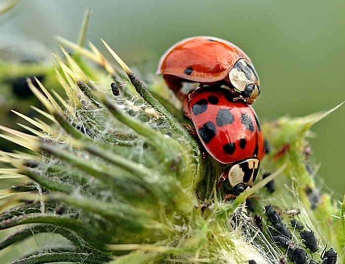 Biedronka azjatycka - jak zwalczyć plagę?