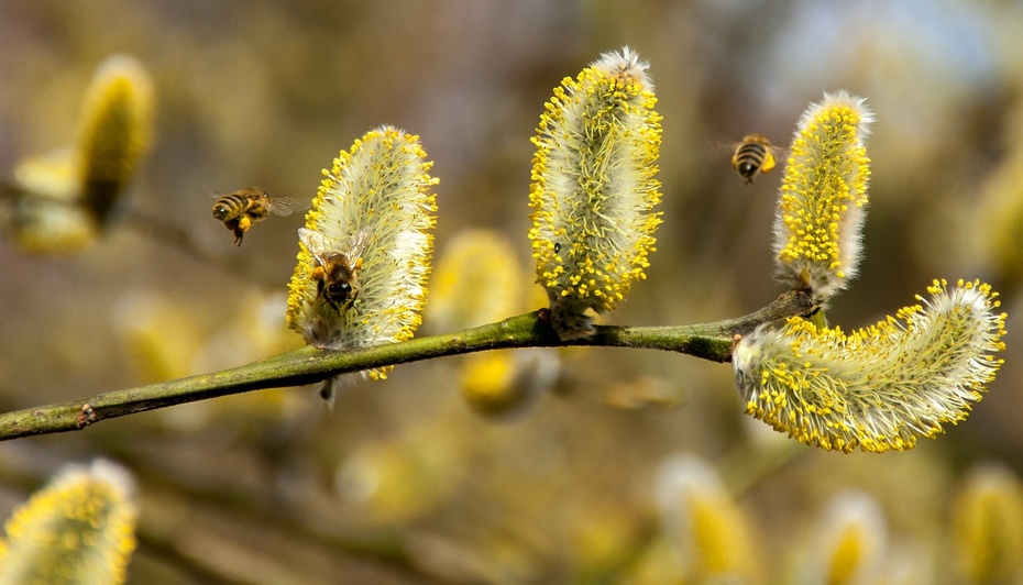 Jak sobie radzić z alergią na pyłki?
