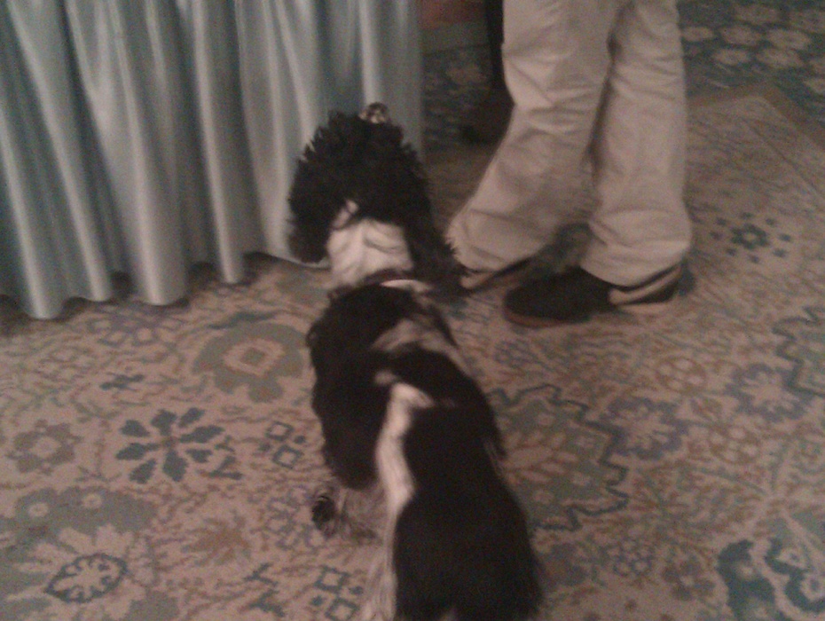 Bardzo sympatyczny psiak...