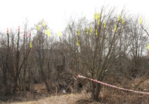 Rys.2c Strzałki oznaczają miejsca przełamania gałęzi.Czerwone mogą potwierdzać tezę z raportu o ucięciu skrzydłem ,ale żółte nie