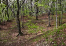 las porastający grodzisko