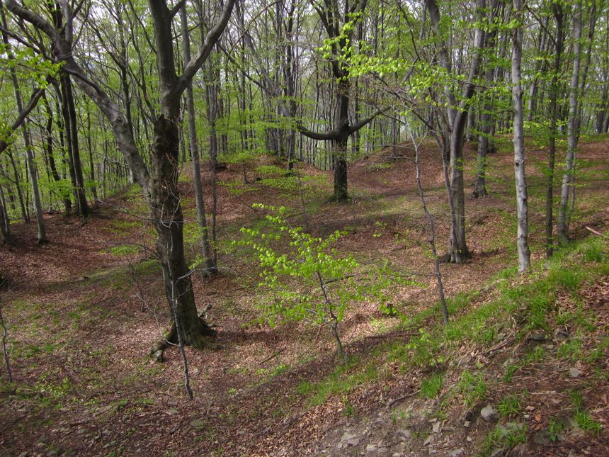 las porastający grodzisko