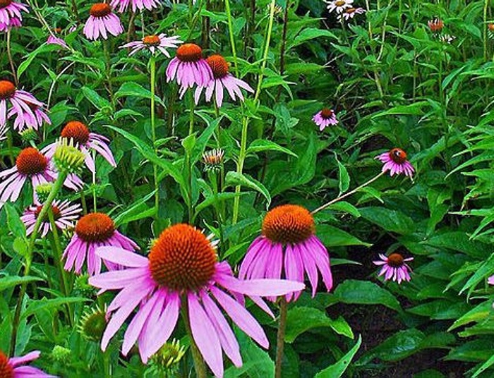 Śliczna, zdrowa i miododajna jeżówka