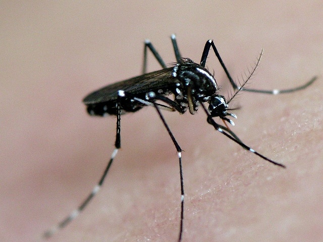 Wirus Zika przenoszą tropikalne komary Aedes, fot. flickr/frankieleon
