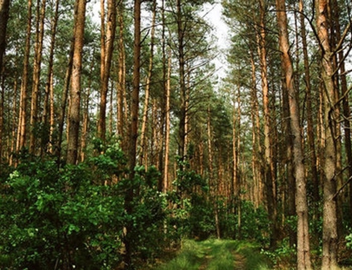 Gospodarstwa węglowe kołem ratunkowym dla firm energetycznych