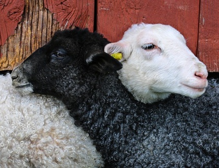 Abp Paetz jako ukłon KK w stronę LGBT