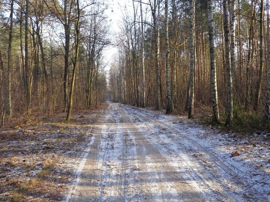 Nikt nie blokuje leśnych dróg. Można tu dziko i swobodnie uchwalać ustawy. Jest piękniej niż w Sejmie.