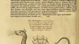 "Hic est draco" tłum. : oto jest smok,
 il.  z dzieła przyrodnika i filologa A. Kirchera “Mundus subterraneus…” z 1678 roku